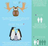 Animalistic Dating Infographics Image 3