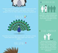 Animalistic Dating Infographics Image 4