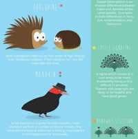 Animalistic Dating Infographics Image 5