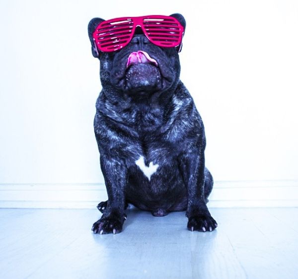 Viral Canine Photo Accounts