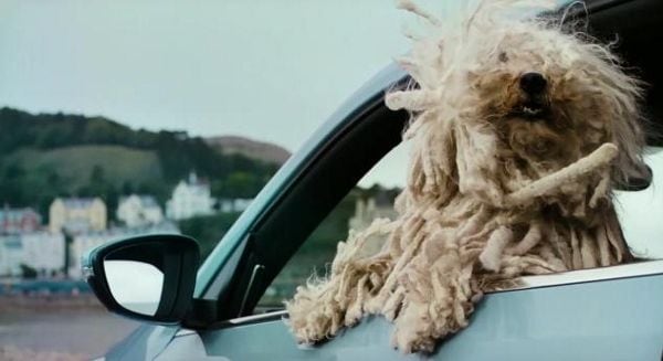15 Examples of Dog Product Marketing