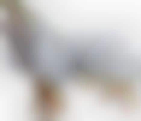 push pushi dog raincoat