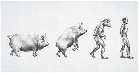 Comparing Obese People to Animals