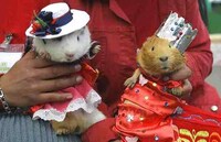 Fashion Shows for Rodents Image 2
