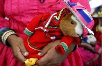 Fashion Shows for Rodents Image 4