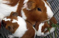 Fashion Shows for Rodents Image 8