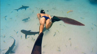 Activist Shark Documentaries