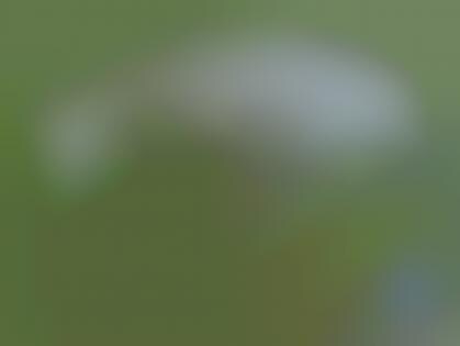 Evidence of Chupacabra