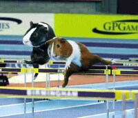 Guinea Pig Olympics Image 3