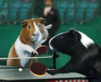 Guinea Pig Olympics Image 4