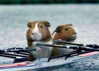 Guinea Pig Olympics Image 5