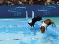 Guinea Pig Olympics Image 6