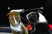 Guinea Pig Olympics Image 7