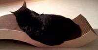Luxury Pet Furniture Image 3