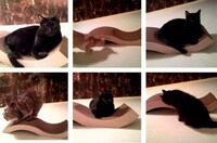 Luxury Pet Furniture Image 5