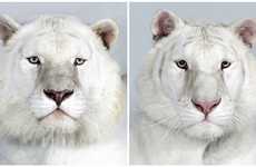 Majestic Jungle Cat Portraits