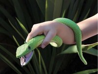 Slithery Snake Flashlights Image 3