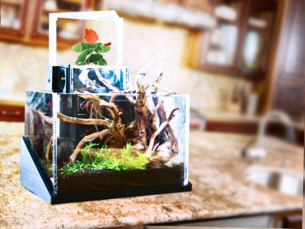 Living Desktop Ecosystems