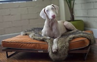 Extravagant Pet Furniture Image 2