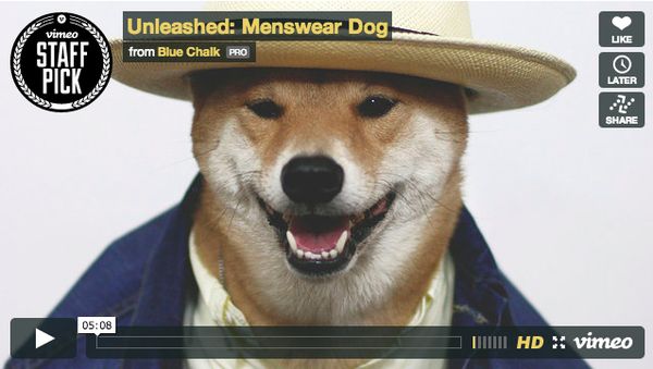 Luxury Canine Fashion Brands