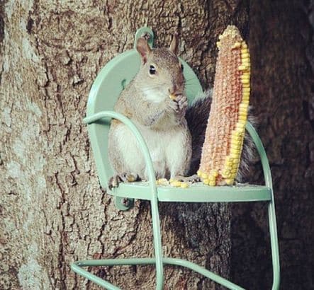 25 Unusual Garden Lover Gifts