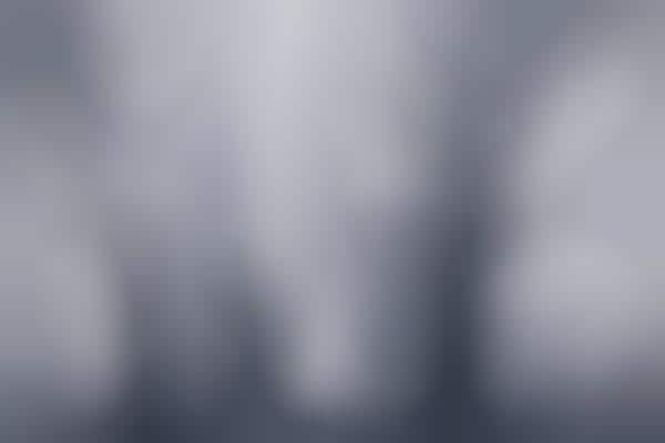 Monochromatic Foggy Forest Photography