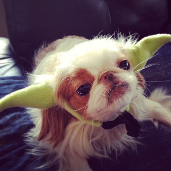 31 Adorable Dog Lover Gifts