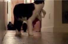 Christmas Cat Destruction Videos