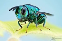 Extreme Insect Close-Ups Image 2