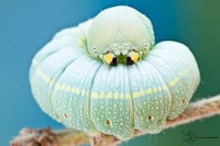 Extreme Insect Close-Ups Image 3