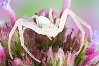 Extreme Insect Close-Ups Image 4