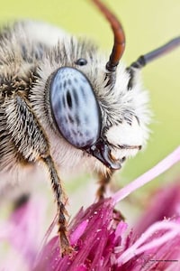 Extreme Insect Close-Ups Image 5