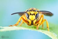 Extreme Insect Close-Ups Image 6
