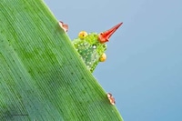 Extreme Insect Close-Ups Image 7