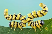 Extreme Insect Close-Ups Image 8
