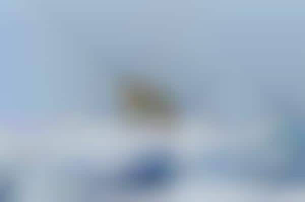 Profound Polar Bear Portraiture