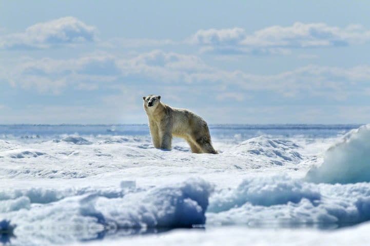 Profound Polar Bear Portraiture