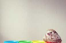 Quirky Pet Rodent Candids
