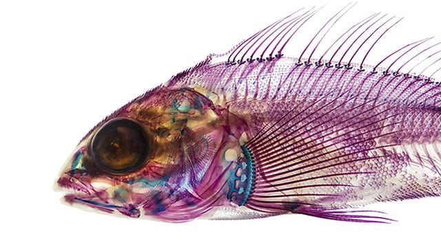 Translucent Pigmented Fish Art