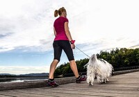Hand-Free Dog Leashes Image 5
