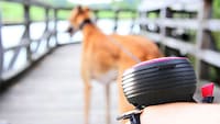 Hand-Free Dog Leashes Image 6