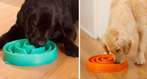 Puzzling Pooch Dishes