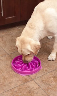 Puzzling Pooch Dishes Image 3