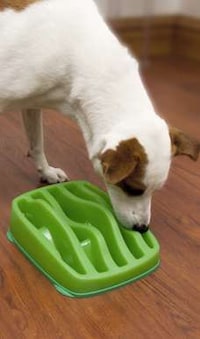 Puzzling Pooch Dishes Image 4