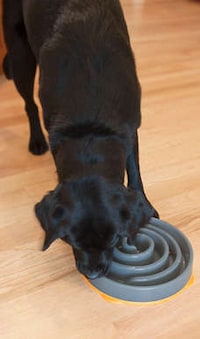 Puzzling Pooch Dishes Image 6