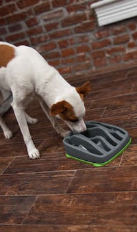 Puzzling Pooch Dishes Image 7