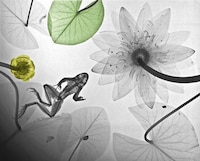 X-ray Nature Photographs Image 2