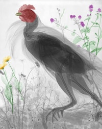 X-ray Nature Photographs Image 3