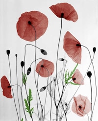 X-ray Nature Photographs Image 4
