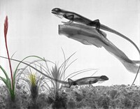 X-ray Nature Photographs Image 5